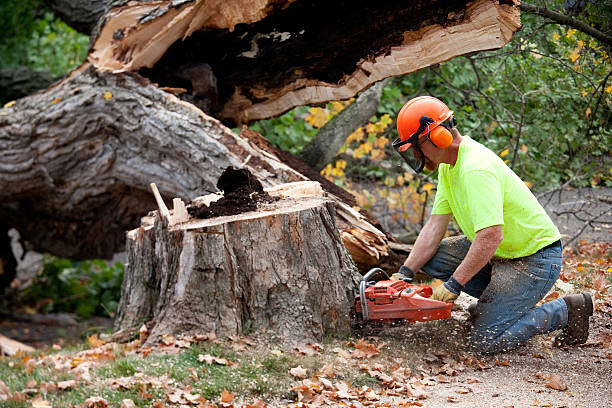 Trusted Port Arthur, TX  Tree Services Experts