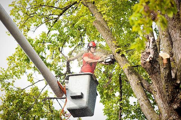 Why Choose Our Tree Removal Services in Port Arthur, TX?